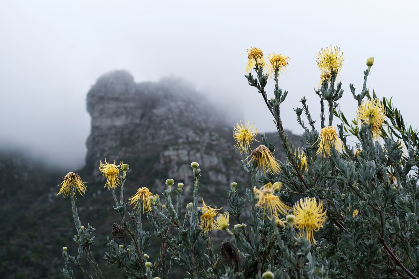 Pincushion proteas at Kirstenbosch