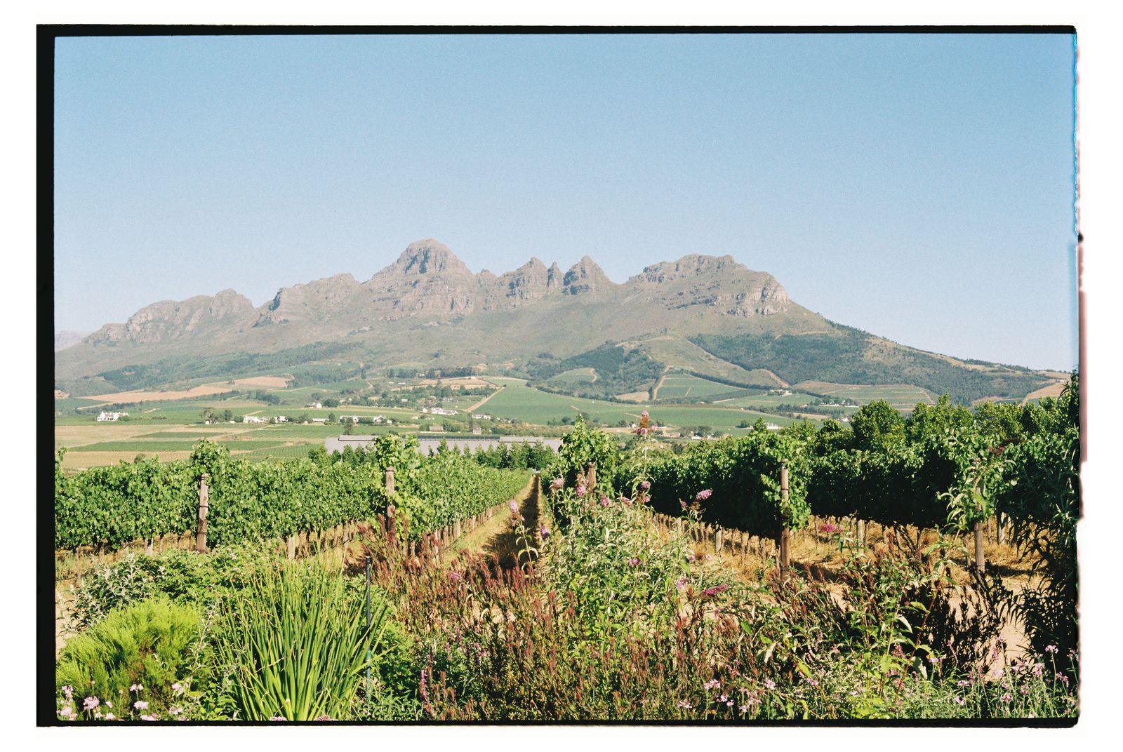 Great Heart Wines, Cape Winelands