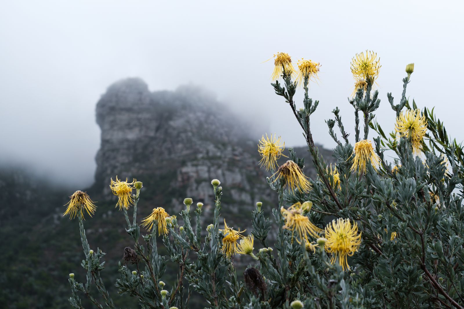 Kirstenbosch National Botanical Garden, Cape Town