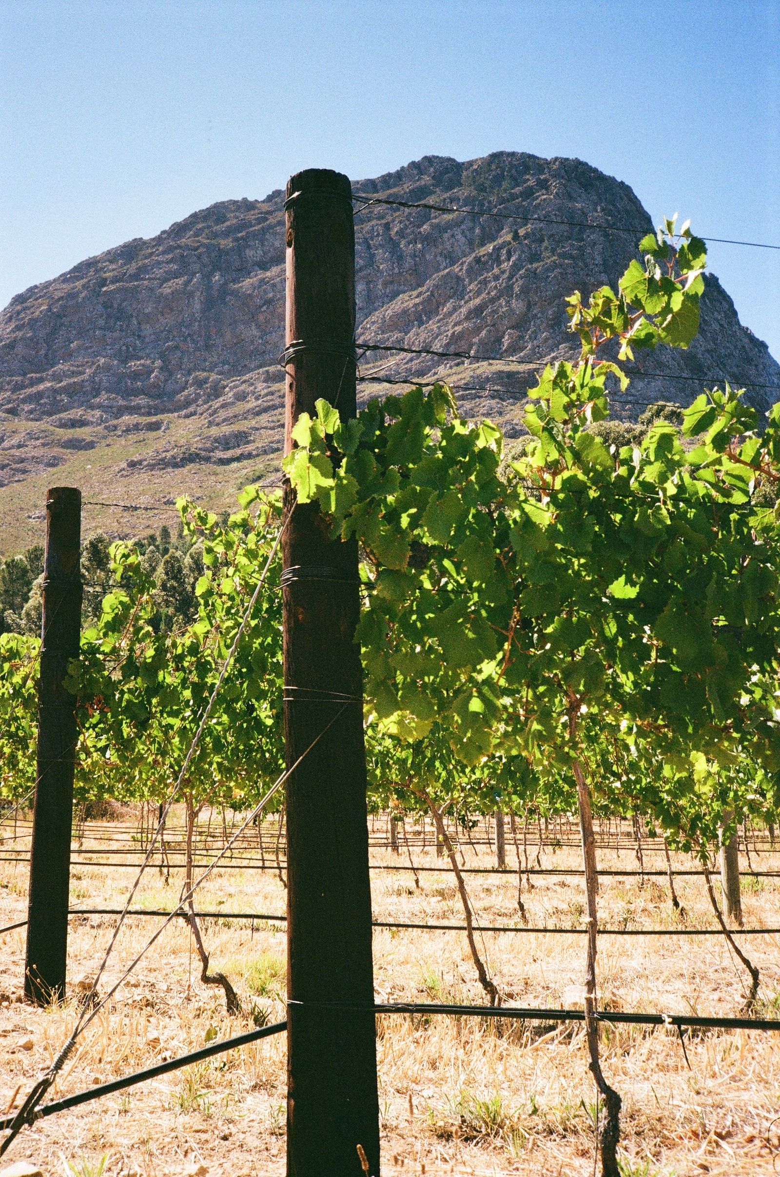 Protégé, Franschhoek